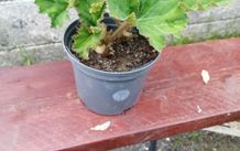 Begonia
