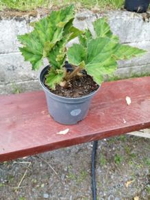Begonia