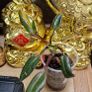 Not perfect plants Philodebdron bundle Image 2