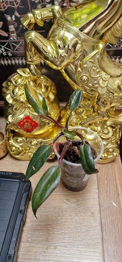Not perfect plants Philodebdron bundle
