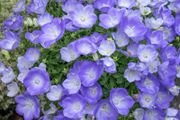 (C) Campanula seeds Carpatica Blue 0.25g (529507)