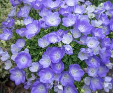 (C) Campanula seeds Carpatica Blue 0.25g (529507)