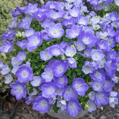 (C) Campanula seeds Carpatica Blue 0.25g (529507)