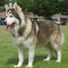 samwolf