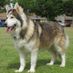 samwolf