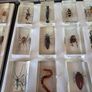 insects in resin Image 8