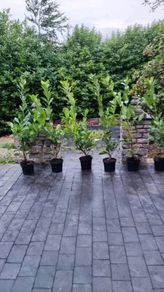 Laurel 4ft in 5 Litre Pot just 5 euro