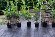 Laurel 4ft in 5 Litre Pot just 5 euro