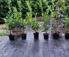 Laurel 4ft in 5 Litre Pot just 5 euro