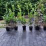 4 ft Laurel in 5 litre pot just 5 euro Image 3