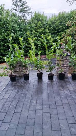 Quality Coral Berry Hedging in sizes
