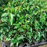 Portuguese Laurel Image 6
