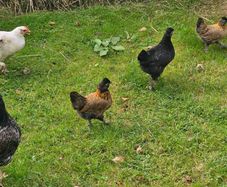 Hens & pullets