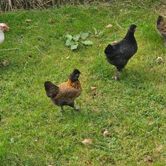 Hens & pullets