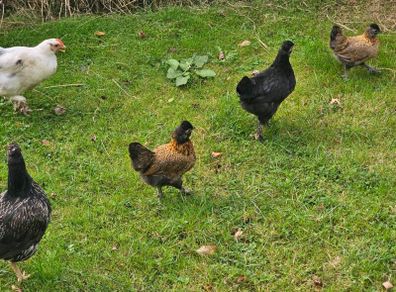 Hens & pullets