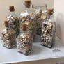 Sea shells in bottles Image 7