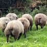 Blue Texel Rams Image 6