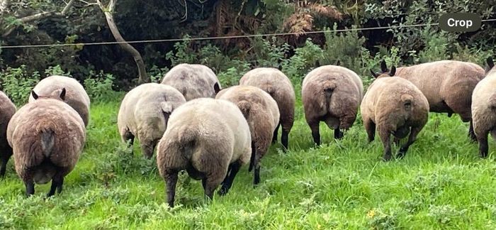 Blue Texel Rams