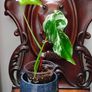 No.67 Monstera Albo Image 2