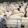 Quality Hoggets Image 2