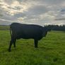 2nd calf AAX cow Image 3