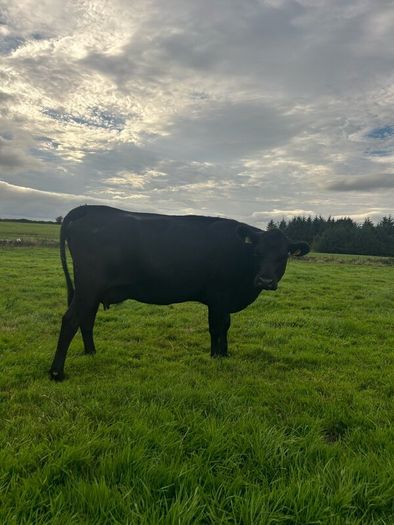2nd calf AAX cow