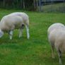 Texel and Charloais Rams Image 7