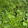 Duckweed (Lemna Minor) 500pcs + Salvinia auroculata 10pcs absorbs nitrogen (aquarium- pond) Image 3