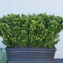 Trough planter Image 4