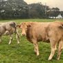 Organic Cattle Image 2