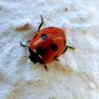 Various original macro nature photos on foam tiles Image 10