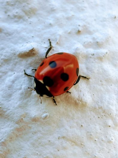 Various original macro nature photos on foam tiles