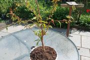 peach tree