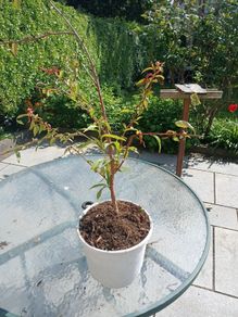peach tree