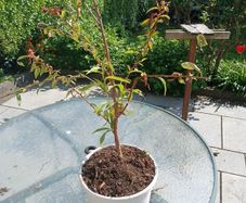 peach tree