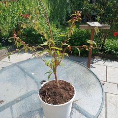 peach tree