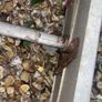 Ladder Image 4