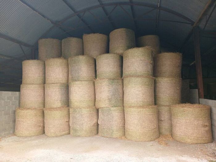 Hay