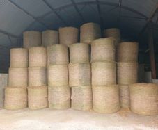 Hay