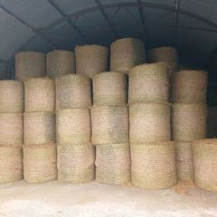 Hay
