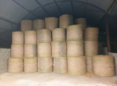 Hay