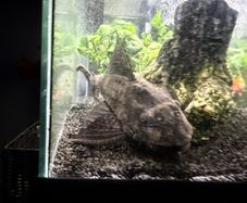 Sucker Fish