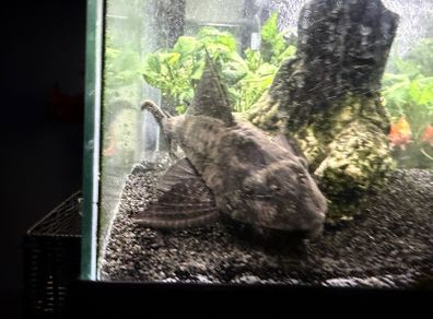 Sucker Fish