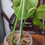 No.5 Monstera Green On Green sell as is Image 5