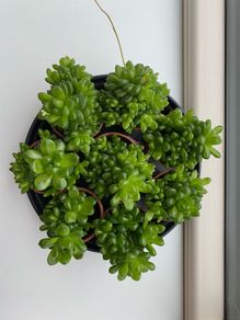 8 Succulents plant