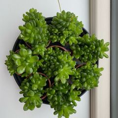 8 Succulents plant
