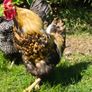 Rooster Image 2