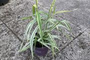 plant/ grass