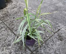plant/ grass