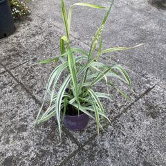 plant/ grass